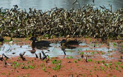 Suman dos reservas al Sistema de Áreas Naturales Protegidas