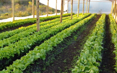 Un verde diverso, entre la urbanización y la explotación agraria