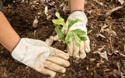 Convocan a plantar árboles para concientizar sobre el cuidado del ambiente
